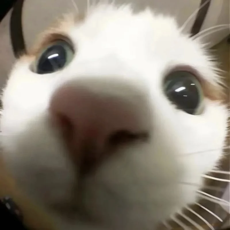 锦鲤耶